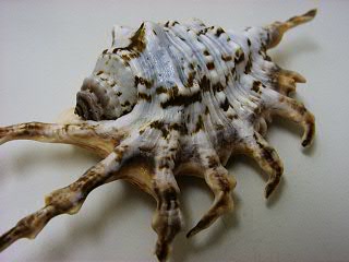 seashell